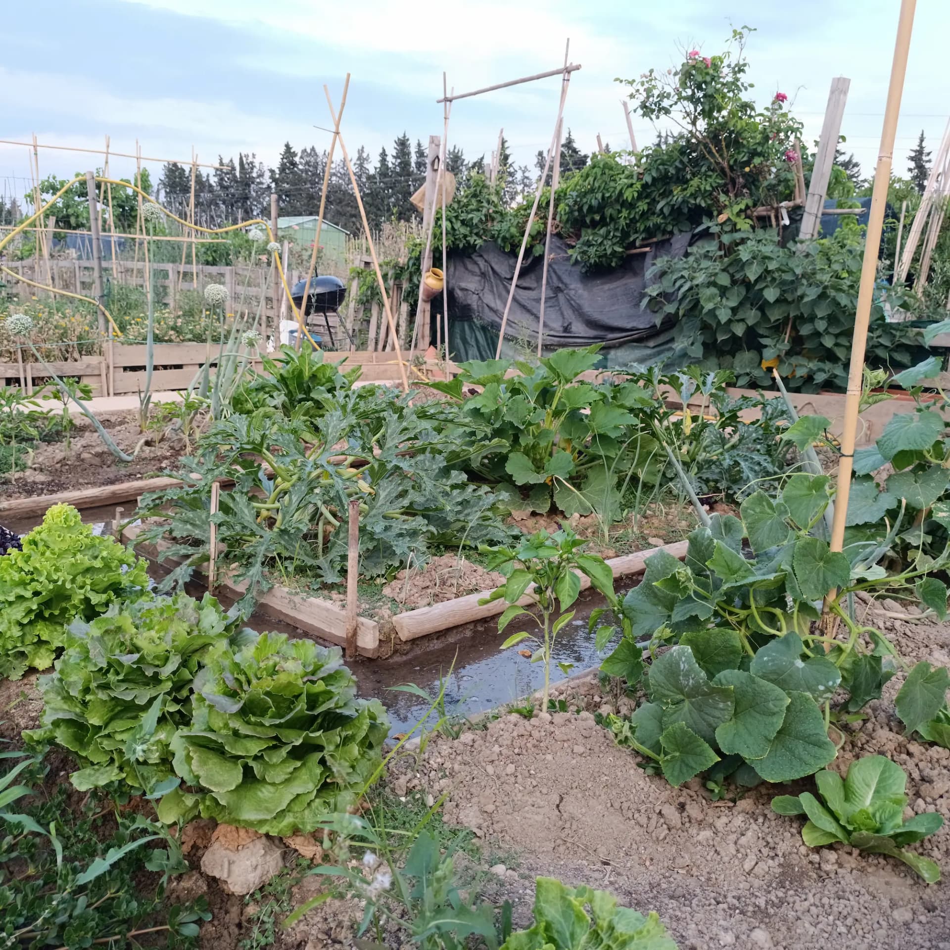 Vista detallada de un huerto ecológico en verano