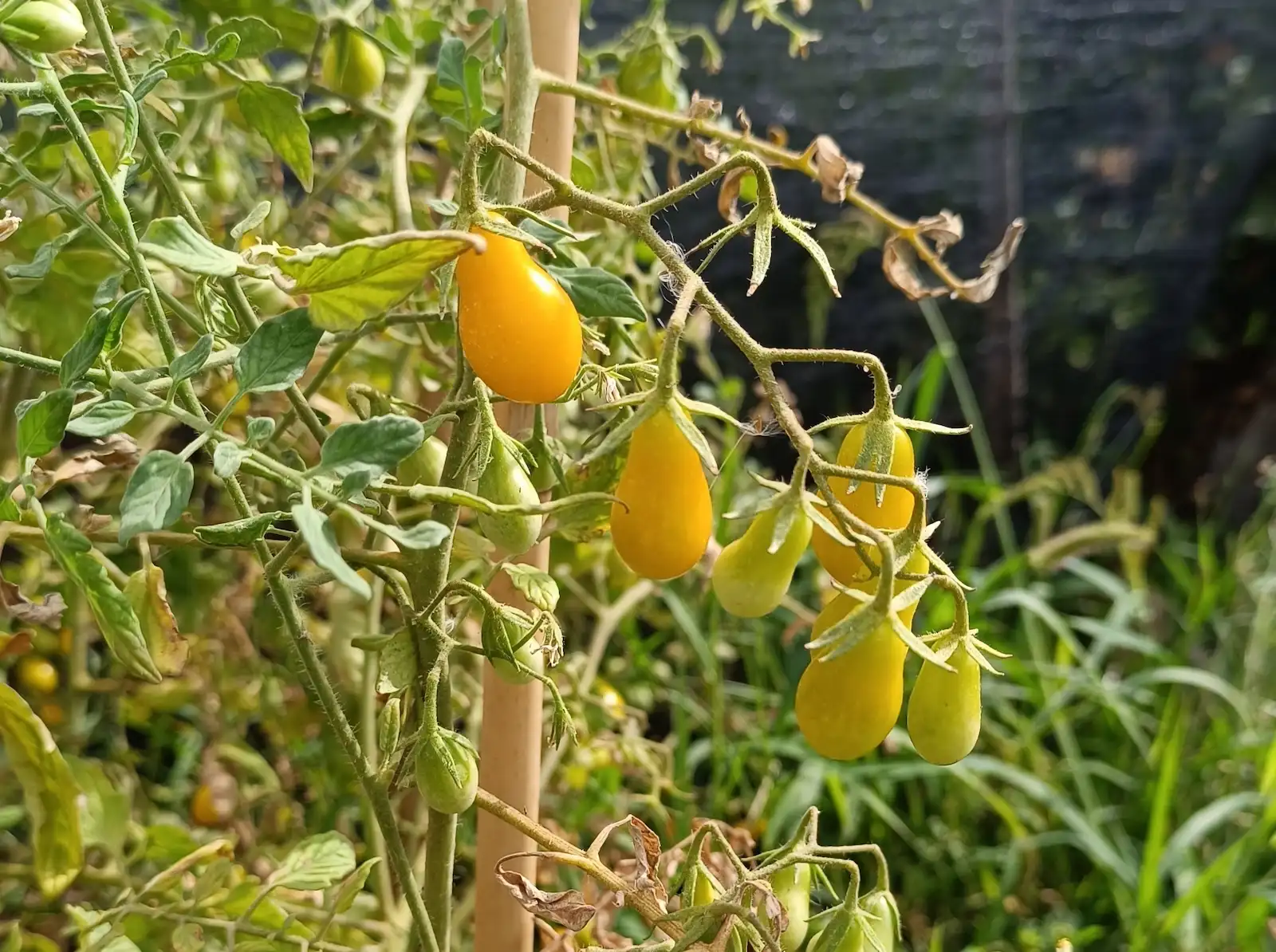 Tomate Cherry pera amarillo