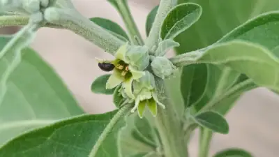 Ashwagandha Común