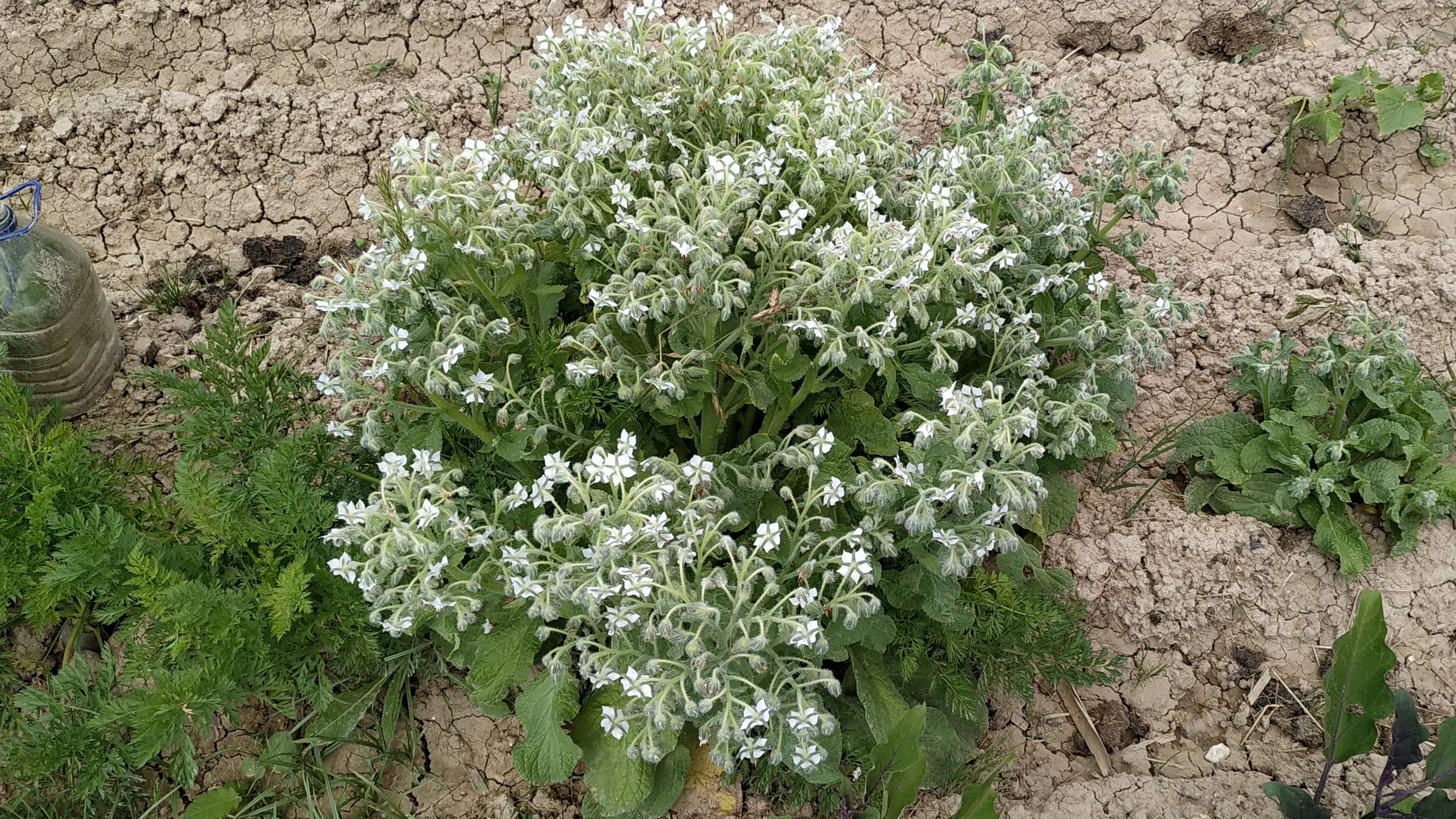 Borraja Flor Blanca Flor Blanca
