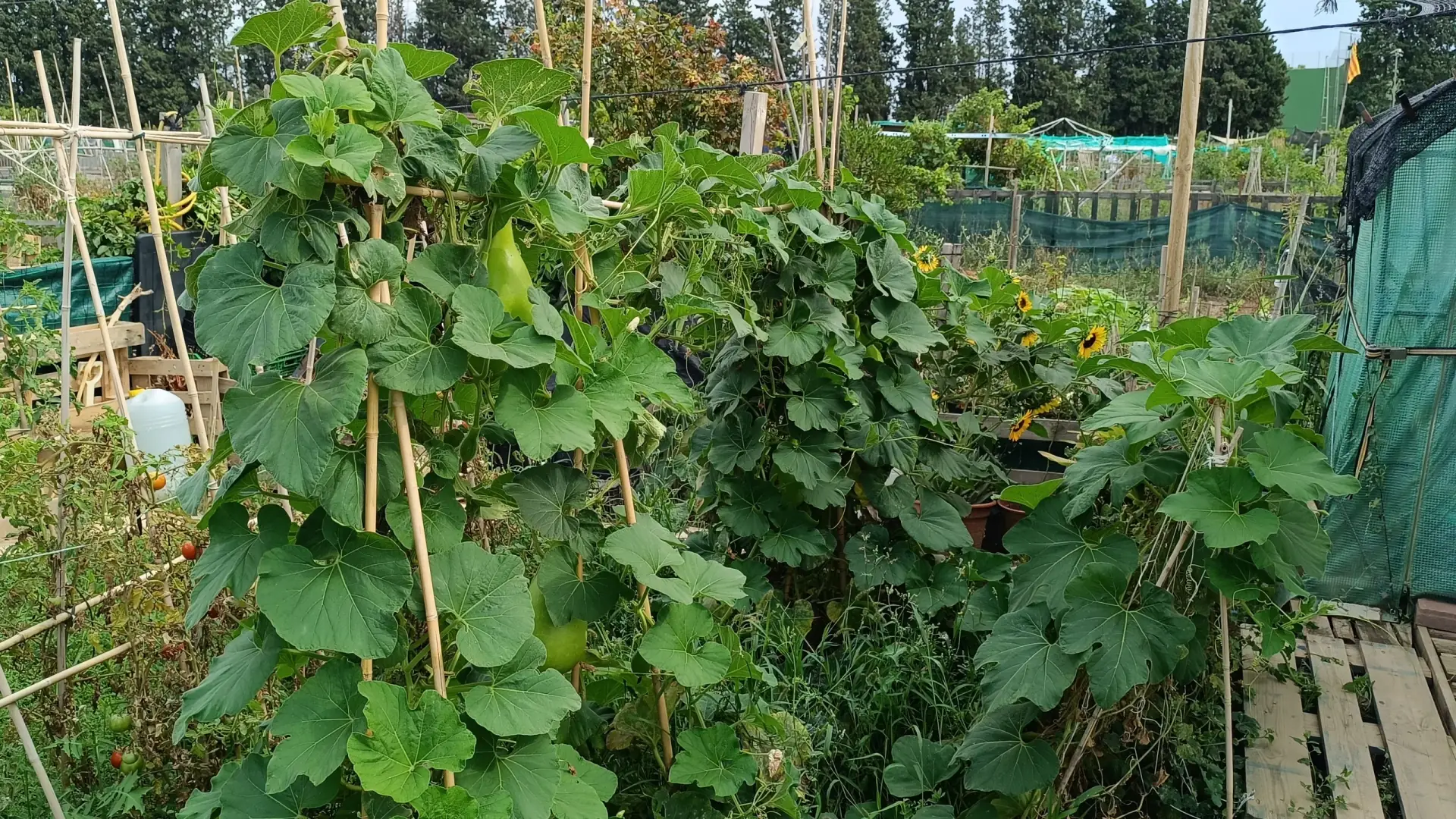 Calabaza Bottle Gourd Bottle Gourd