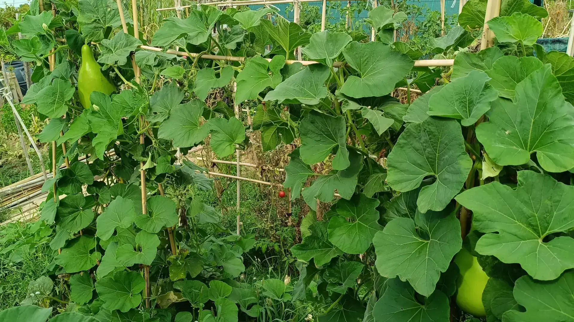 Plantas de calabaza bottle gourd entutoradas en cultivo vertical con algunas calabazas maduras en la mata