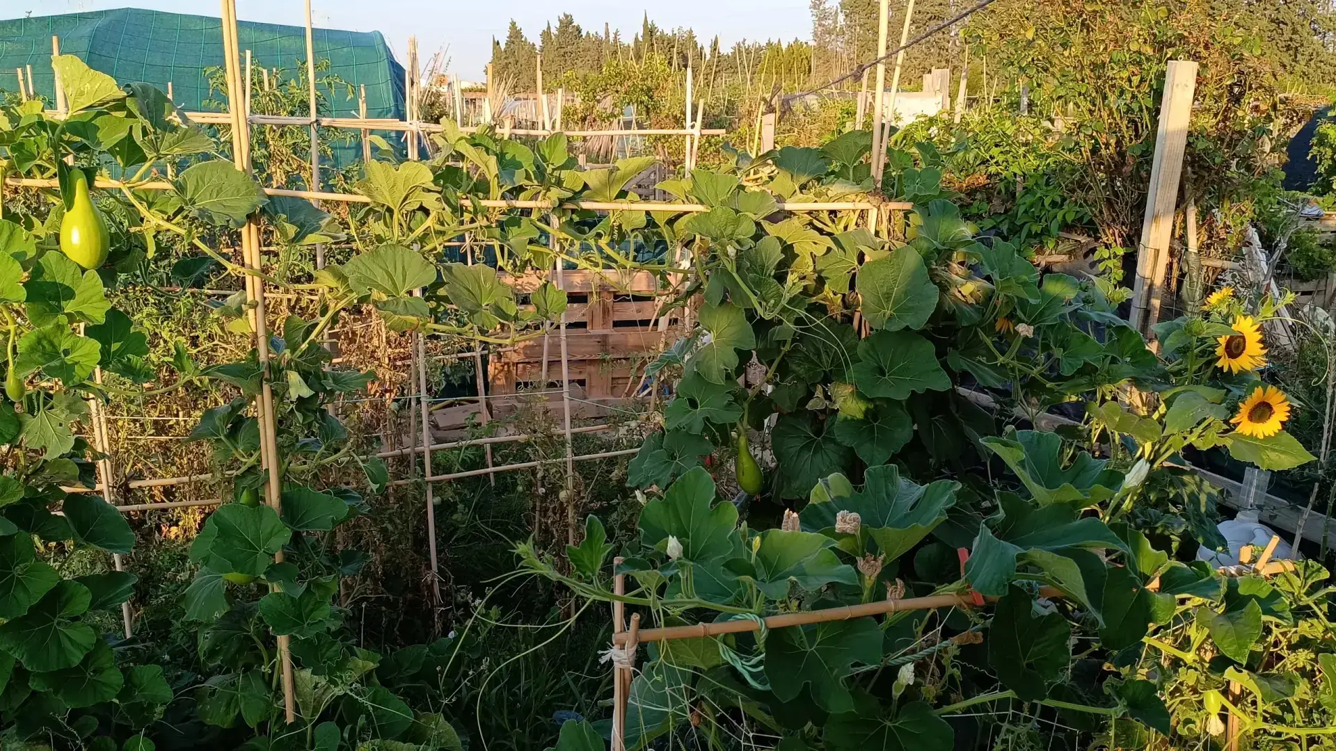 Detalle de la planta trepadora de calabaza bottle gourd y sus hojas, y sus flores blancas