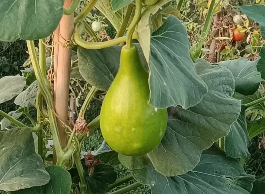 Planta trepadora de calabaza bottle gourd con frutos en forma de botella maduros listos para ser recolectados