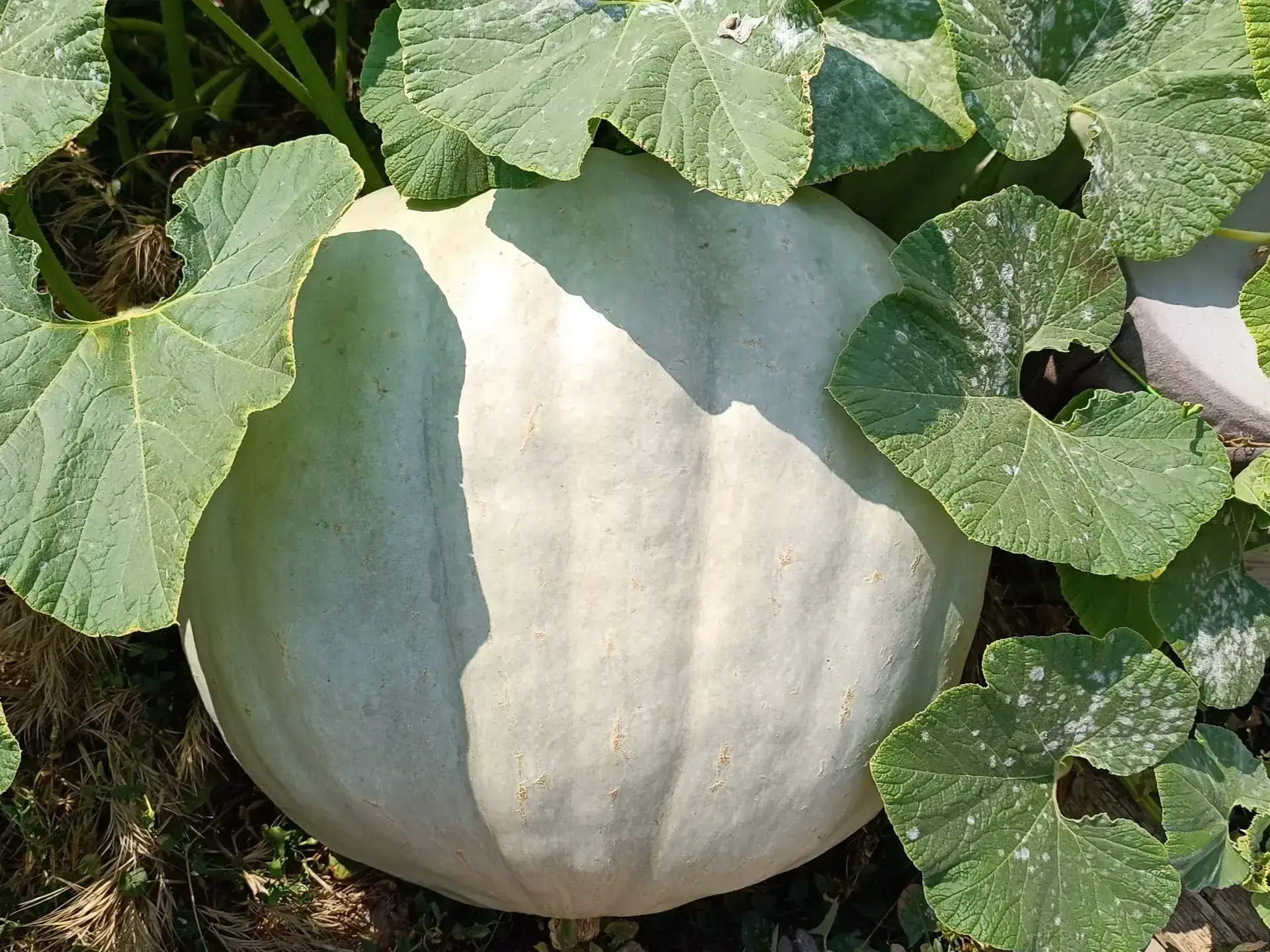 Calabaza Gigante de Letux - Guía Completa Gigante de Letux (Full Moon)