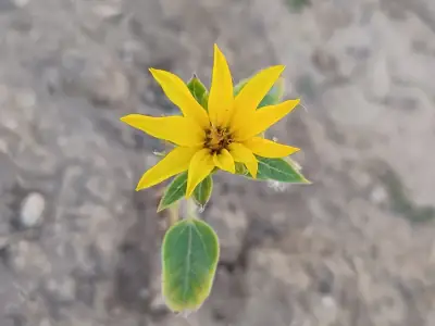 Girasol Autumn Beauty
