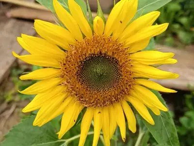 Girasol Autumn Beauty Autumn Beauty