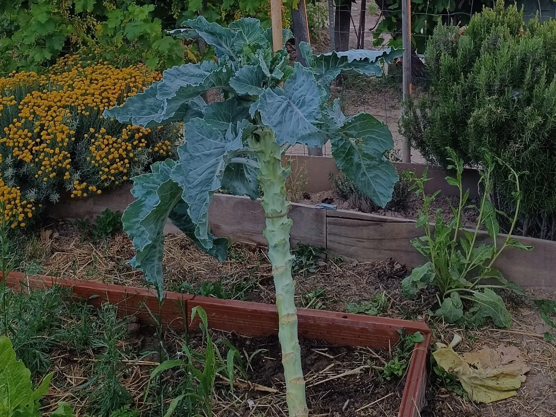 Kale Walking Stick Walking stick