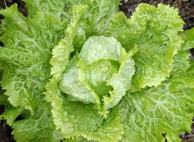 Lechuga Batavia Verde Batavia Verde (tipo Vanguard)