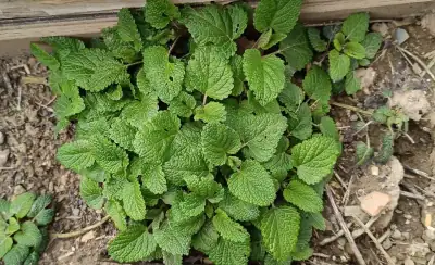 Planta de melisa con hojas verdes dentadas de intenso aroma cítrico