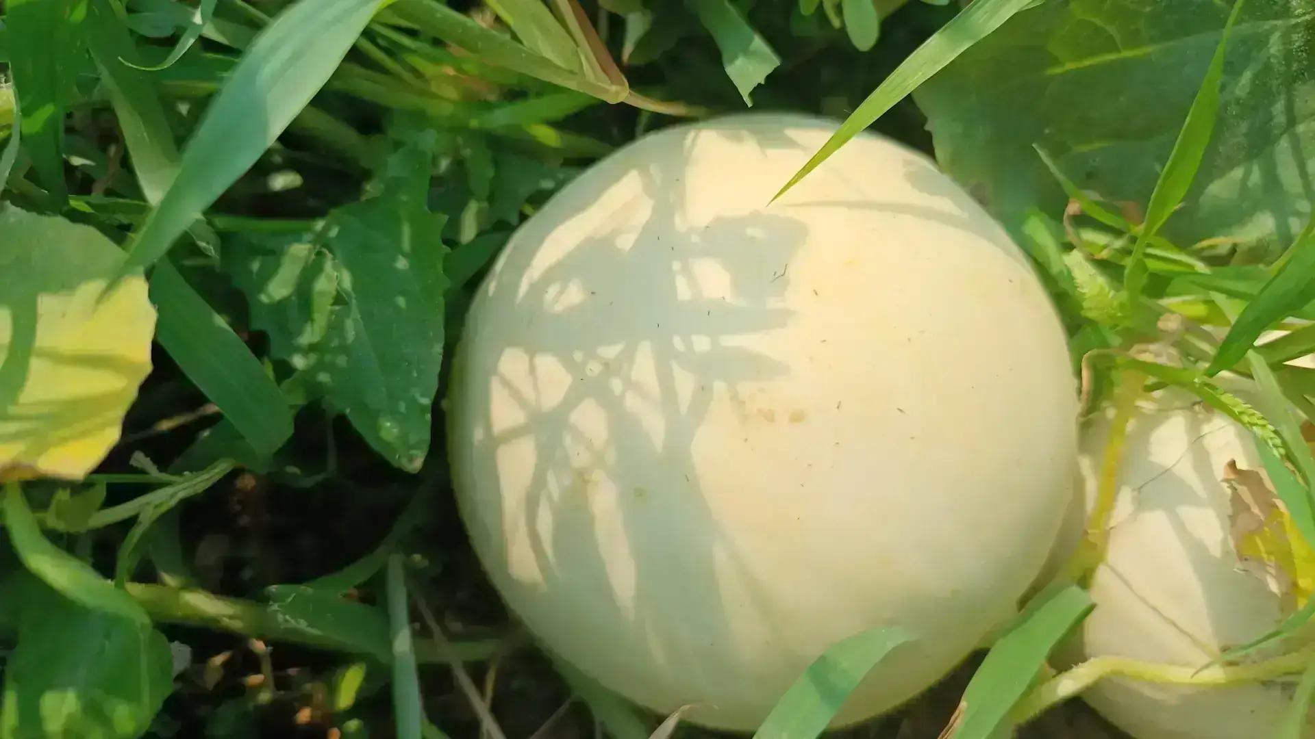 Melón Cantaline, progenitor padre del Salduie