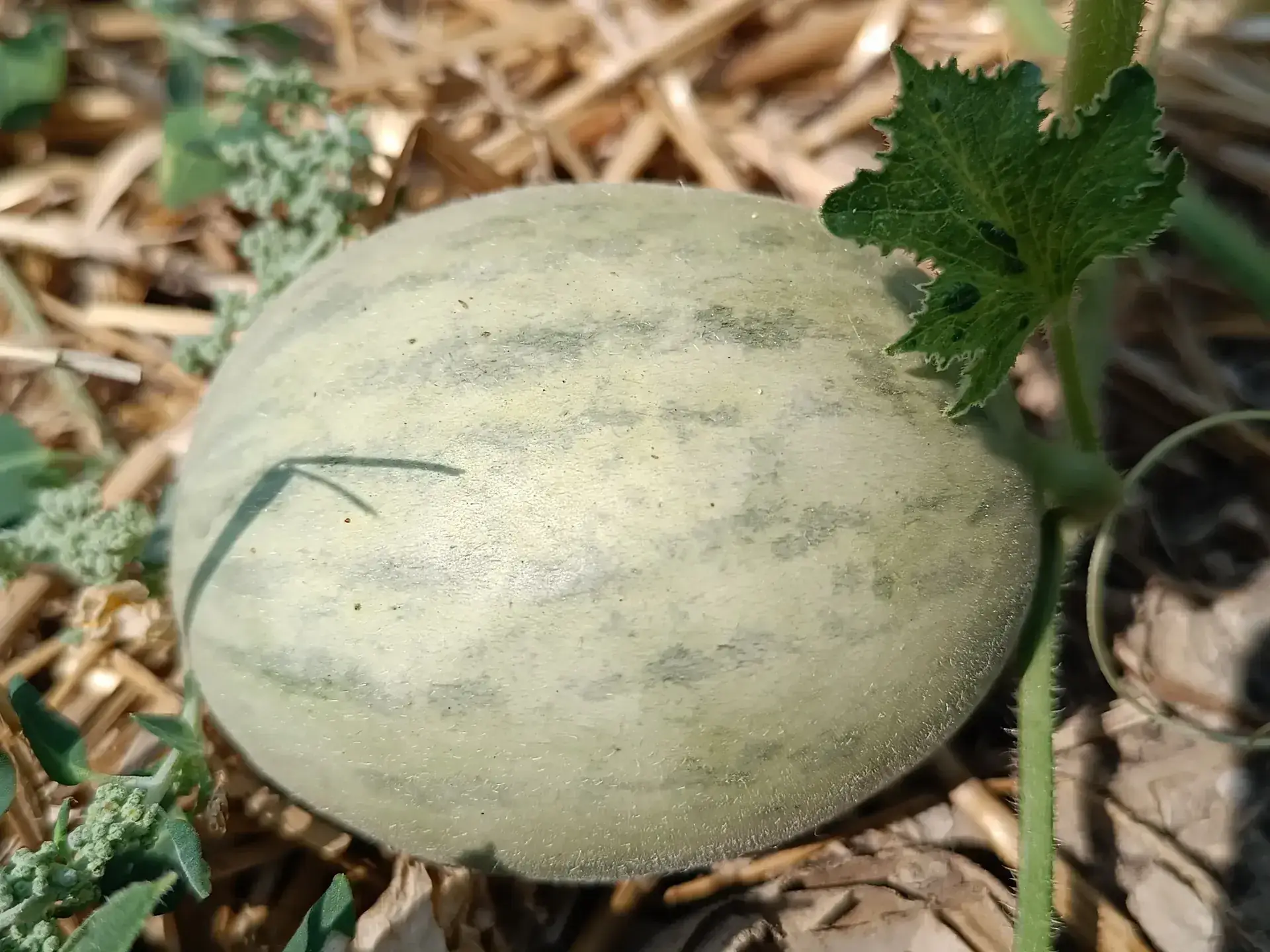 Melón Salduie - Guía Completa Salduie