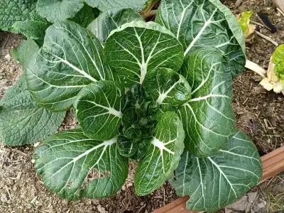 Pak Choi de penca blanca (Brassica rapa subsp. chinensis) mostrando sus características pencas blancas carnosas y hojas verde oscuro