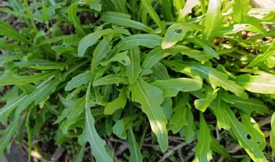 Fotografía de rúcula silvestre Diplotaxis tenuifolia