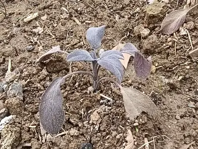 Detalle en primer plano de las hojas y tallos de salvia púrpura recién transplantada