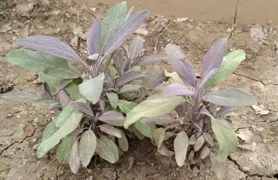 Planta de salvia púrpura con hojas aterciopeladas de tonos violetas a pleno sol
