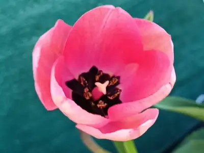 Tulipán Híbrido Darwin
