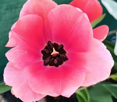 Tulipán Híbrido Darwin