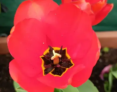 Tulipán Híbrido Darwin