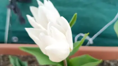 Tulipán Híbrido Darwin