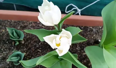 Tulipán Híbrido Darwin