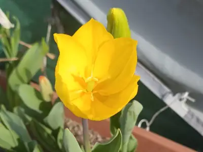 Tulipán Híbrido Darwin