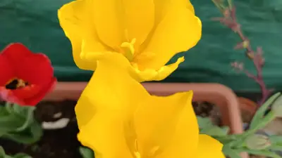Tulipán Híbrido Darwin