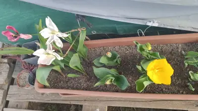 Tulipán Híbrido Darwin