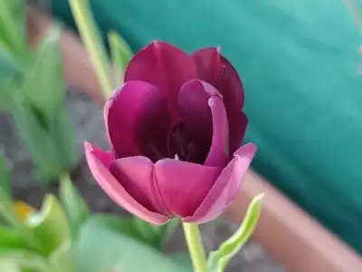 Tulipán Híbrido Darwin