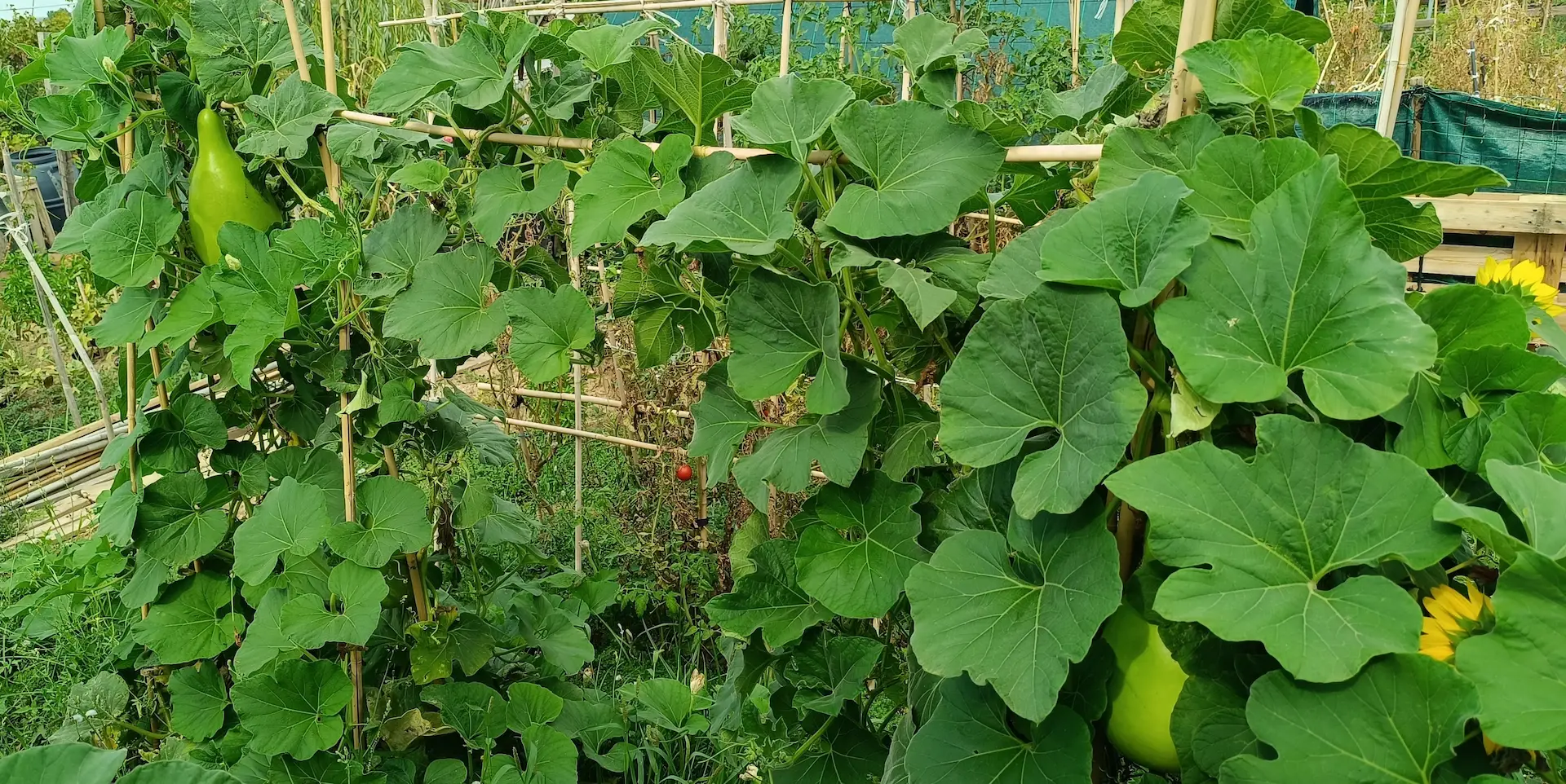 Huerto ecológico de permacultura urbana en Zaragoza, vista de cultivos en el valle del Ebro